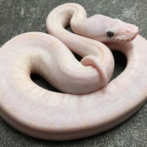 phantom ball python for sale