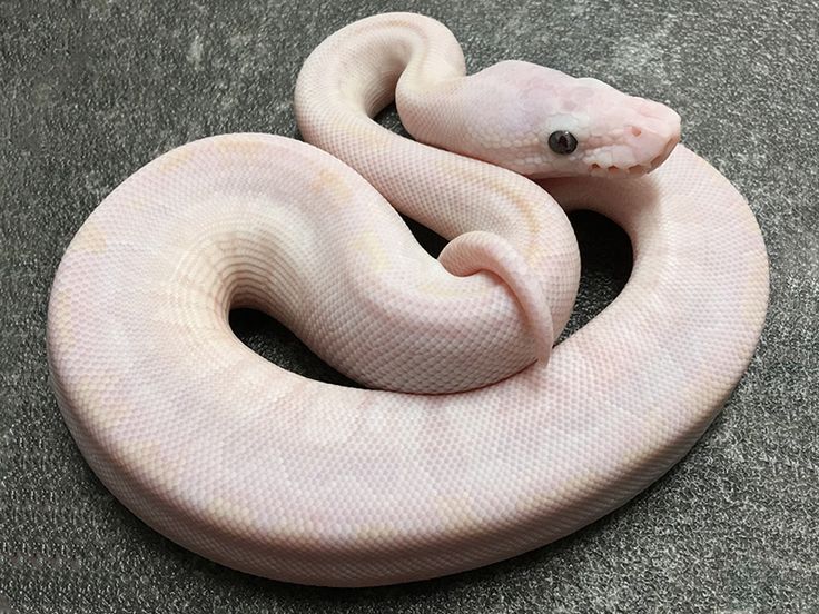 phantom ball python for sale