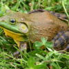 american bullfrog for sale