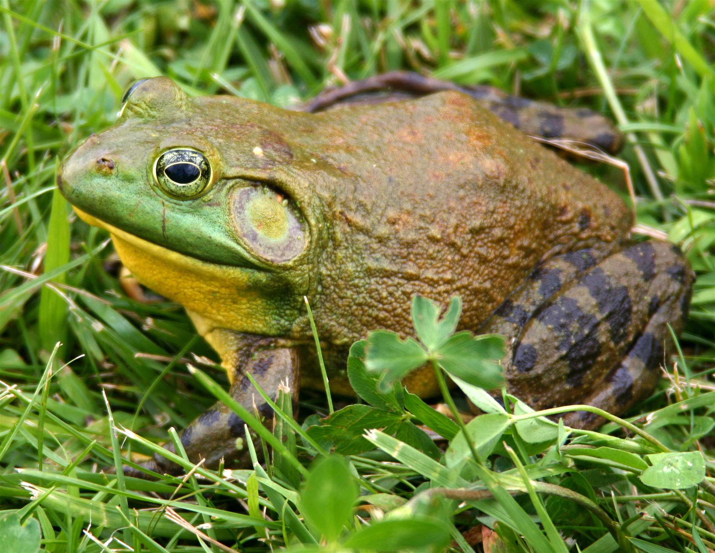 american bullfrog for sale