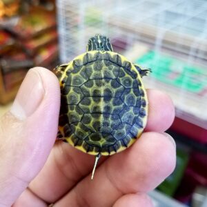 Turtles For Sale