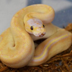baby banana ball python for sale