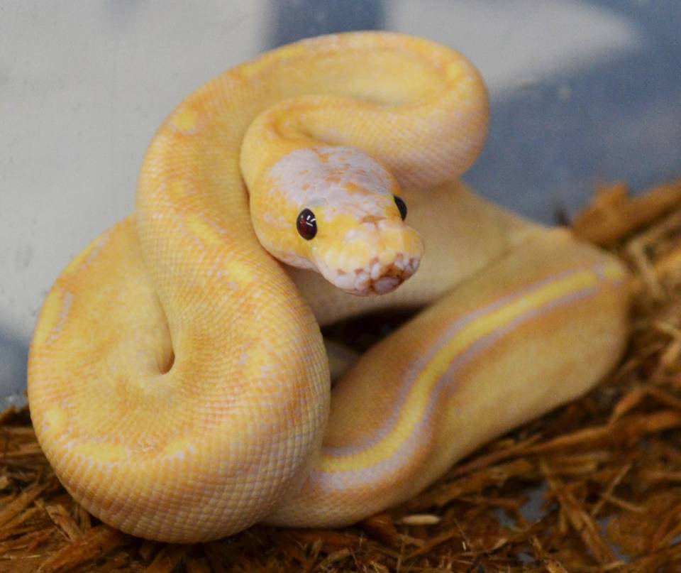 baby banana ball python for sale