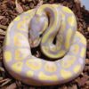 baby pastel ball python for sale